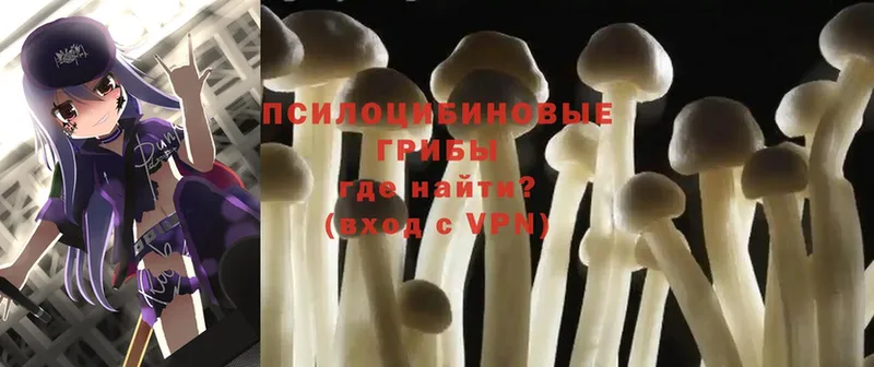 Галлюциногенные грибы Cubensis  Чкаловск 